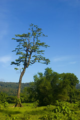 Image showing Tree