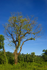 Image showing Tree