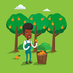 Image showing Farmer collecting oranges vector illustration.