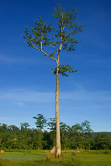 Image showing Tree