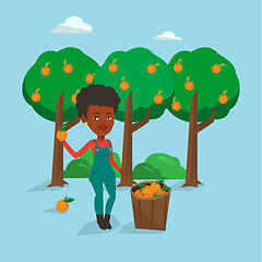 Image showing Farmer collecting oranges vector illustration.