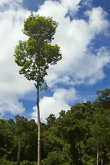 Image showing Big Tree