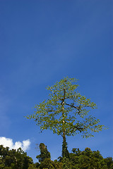 Image showing Big Tree