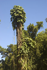 Image showing Big Tree