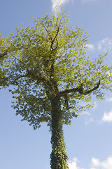 Image showing Big Tree