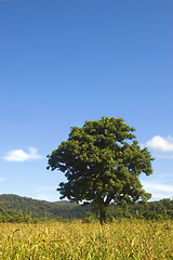 Image showing Big Tree