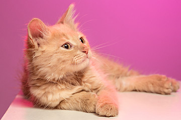 Image showing The cat on pink background