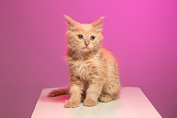 Image showing The cat on pink background