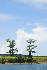 Image showing Trees