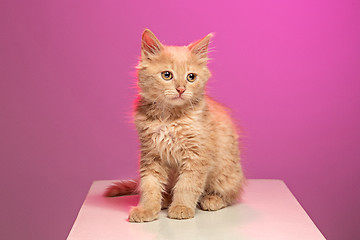 Image showing The cat on pink background