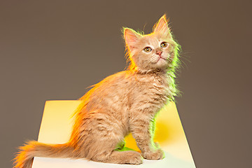 Image showing The cat on gray background