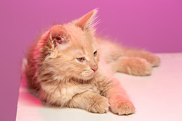 Image showing The cat on pink background