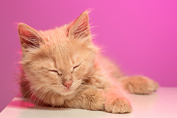 Image showing The cat on pink background