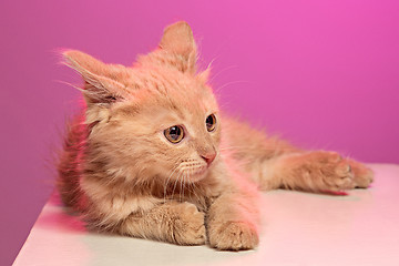 Image showing The cat on pink background