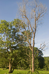 Image showing Trees