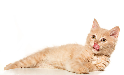 Image showing The cat on white background