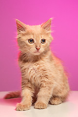 Image showing The cat on white background