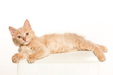 Image showing The cat on white background