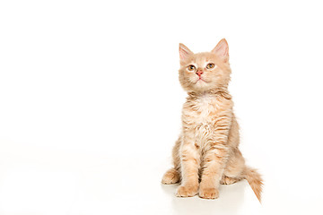 Image showing The cat on white background