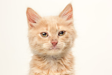 Image showing The cat on white background