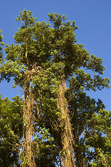 Image showing Big Tree