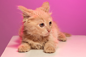 Image showing The cat on pink background