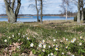 Image showing Springtime nature by the lake