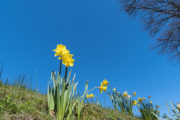 Image showing Low angle daffodil flowers