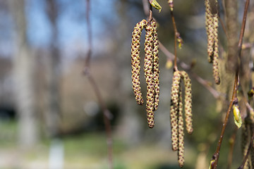 Image showing Birch tree catkins closeup