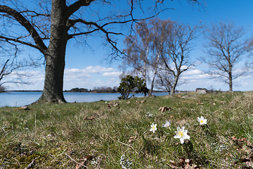 Image showing Windflowers in a coastal forest