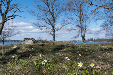 Image showing Beautiful springtime nature