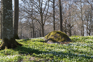 Image showing Beautiful spring forest