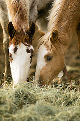 Image showing Wild Horse Face Portrait Feeding Close Up American Animal