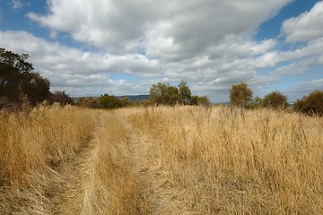 Image showing Dry autumn meadow