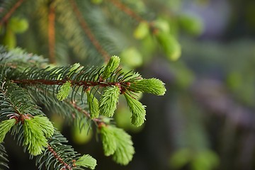 Image showing Pine Tree Closeup