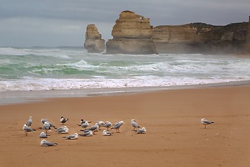 Image showing Sandy beach with seagulls