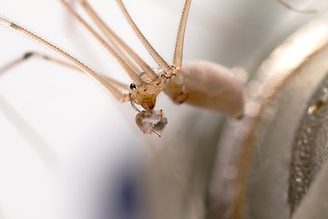 Image showing Spider eating an ant