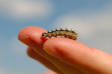 Image showing Caterpillar crawling on fingers