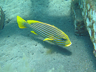 Image showing Thriving coral reef alive with marine life and fish, Bali