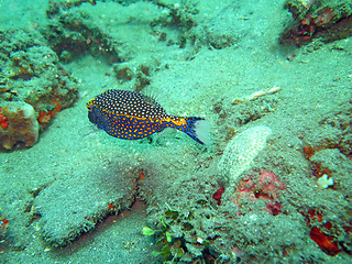 Image showing Thriving coral reef alive with marine life and fish, Bali