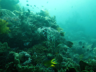 Image showing Thriving coral reef alive with marine life and fish, Bali