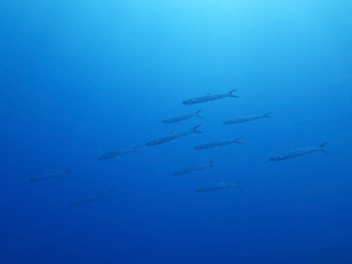 Image showing School of fish on a background of blue sea underwater