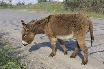 Image showing Brown donkey runs along the paved road