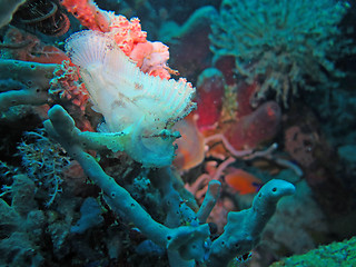 Image showing Thriving coral reef alive with marine life and fish, Bali