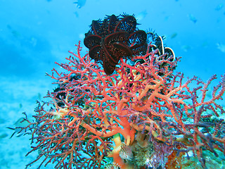 Image showing Thriving coral reef alive with marine life and shoals of fish, Bali