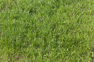 Image showing Lush green grass on the soccer field