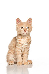 Image showing The cat on white background