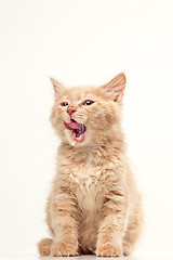 Image showing The cat on white background