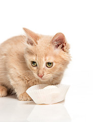 Image showing The cat on white background drinking milk