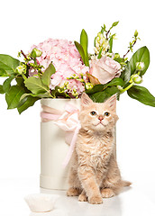 Image showing The cat on white background with flowers